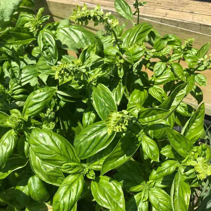 homemade cashew and basil pesto recipe by VJ cooks 