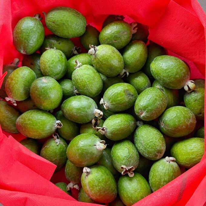 A pile of green feijoa fruits inside a red cloth bag, viewed from above.